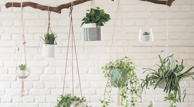 Evelin Sozzi Gestioni Immobiliari - Arredare casa con le piante